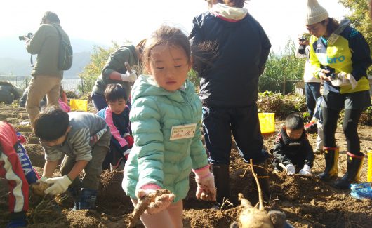 白いも掘り＠新居浜市大島