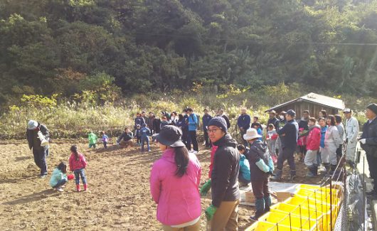 芋掘りイベント＠七福芋本舗